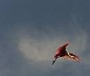 Spoonbill Ballet (1050Wx900H) - Spoonbill Ballet - Amelia Island - 2010 