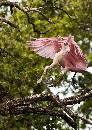 Spoon Landing (851Wx1200H) - Spoonbill Landing 2 - Amelia Island - 2010 