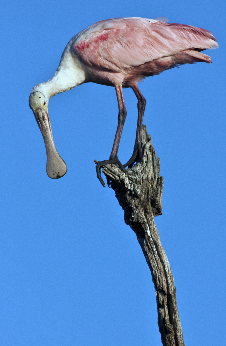 Download Spoonbill Perching (784Wx1200H)