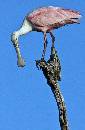 Spoonbill Perching (784Wx1200H) - Spoonbill Perching - Amelia Island - 2010 