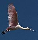 Spoonbill in Flight (943Wx1000H) - Spoonbill Roseate in Flight - Amelia Island - 2010 