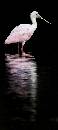 Spoon Wading (583Wx1300H) - Spoonbill Wading - Amelia Island - 2010 