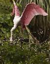 Spoon in Brush (865Wx1100H) - Spoonbill in Brush - Amelia Island - 2010 