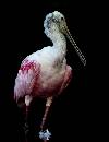 Spoonbill in Dark (844Wx1100H) - Spoonbill in Darkness - Up Close - Amelia Island - 2010 