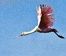 Spoonbill in Flight (1050Wx900H) - Spoonbill in Flight - Amelia Island - 2010 