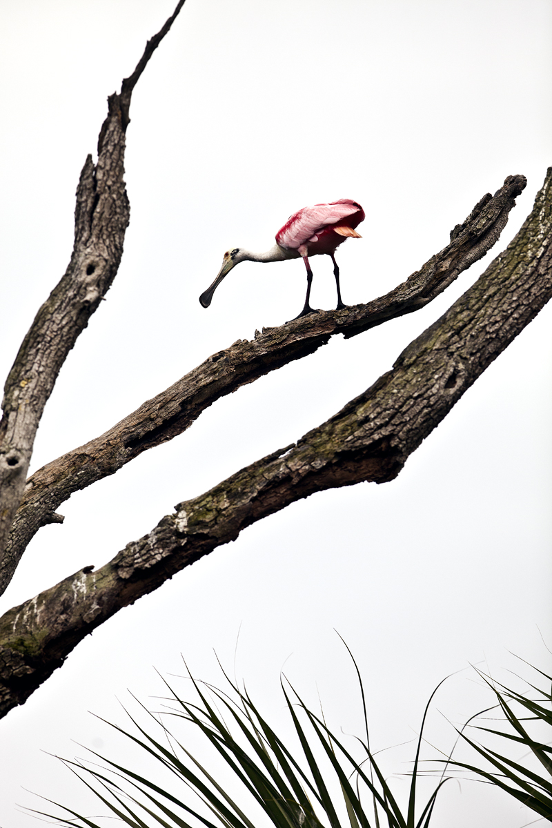 Download Spoon on Branch (800Wx1200H)
