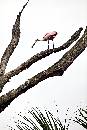 Spoon on Branch (800Wx1200H) - Spoonbill on Branch - Amelia Island - 2010 