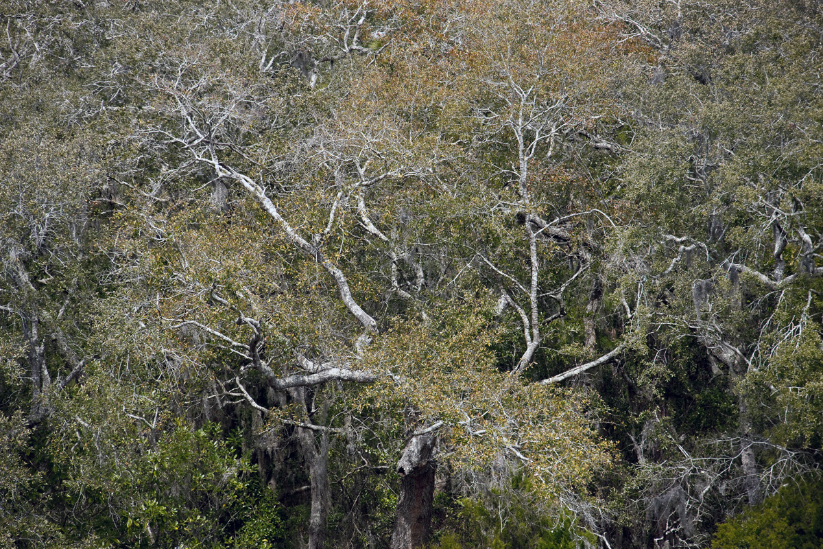 Download Spreading Branches (1200Wx800H)