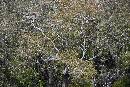 Spreading Branches (1200Wx800H) - Spreading Branches - On Way to White Oak - 2010 