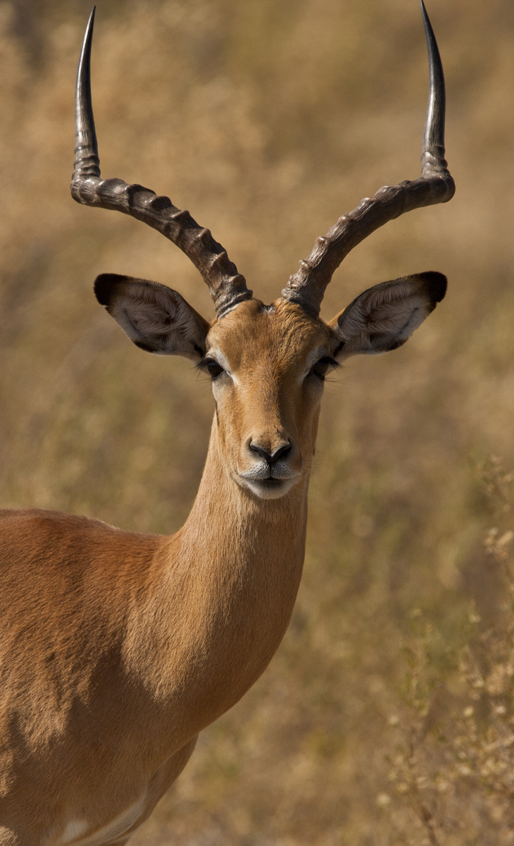 Download Stag Looking (730Wx1200H)
