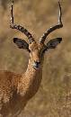 Stag Looking (730Wx1200H) - Stag Looking - Africa - 2010 