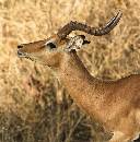 Stag (986Wx1000H) - Stag - Africa - 2010 