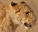 Stalking Lion (1040Wx900H) - Stalking Lion Up-Close - Africa - 2010 