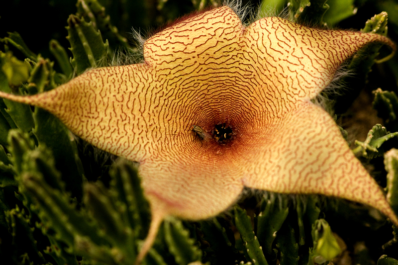Download StarFlower (800Wx533H)