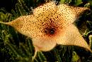StarFlower (800Wx533H) - Star Flower - San Antonio - 2006 