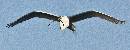 Starting Nest (1546Wx600H) - Starting Nest - Amelia Island - 2010 