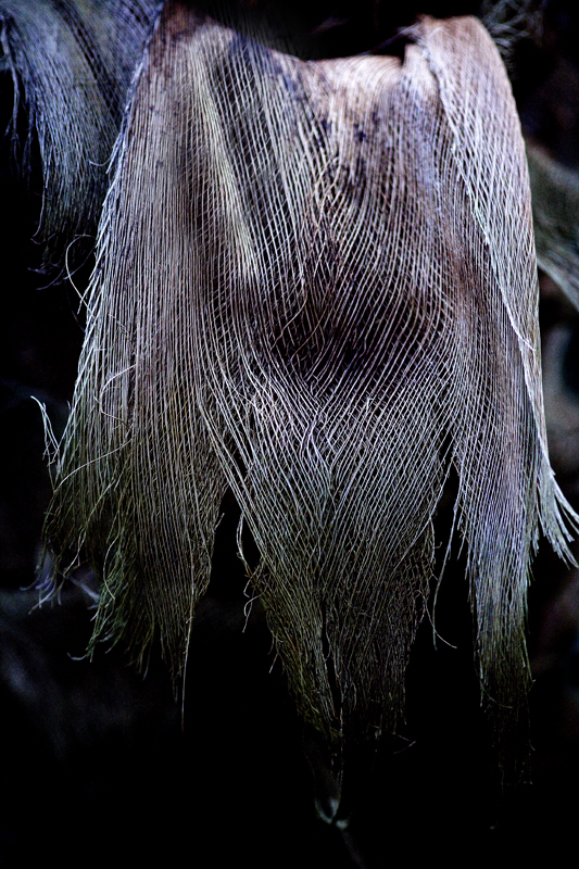Download StringMoss (533Wx800H)