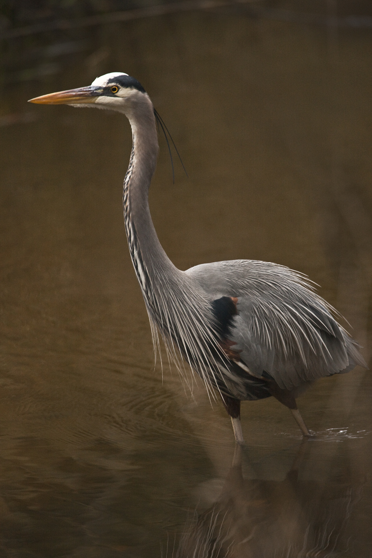 Download Strutting His Stuff (733Wx1100H)