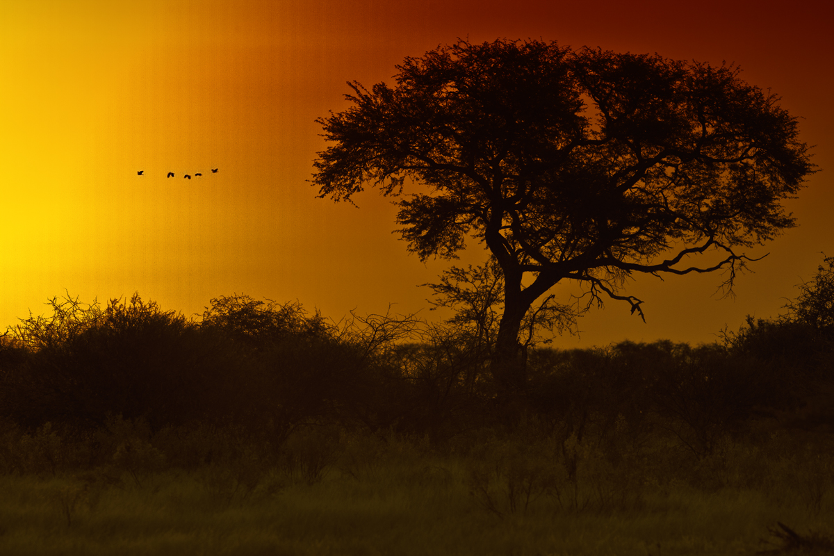 Download Sunset  (1200Wx800H)