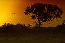 Sunset  (1200Wx800H) - Sunset at Sundowner Time - Africa - 2010 