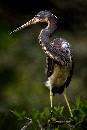 Super Heron (800Wx1200H) - Super Heron - Amelia Island - 2010 