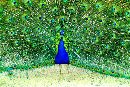  (700Wx467H) - Peacock 2001 