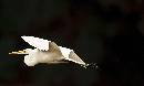 Superbird in Flight (1173Wx700H) - Superbird in Flight - Amelia Island - 2010 