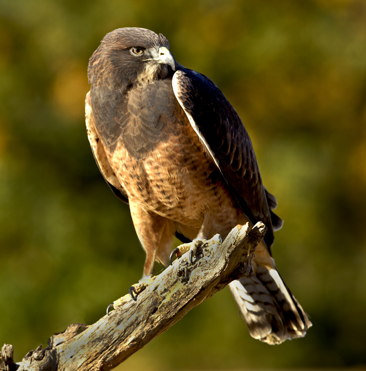 Download Hawk (1182Wx1200H)