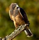 Hawk (1182Wx1200H) - Hawk - Boise - 2010 