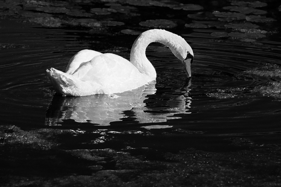 Download Swan (900Wx600H)