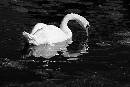 Swan (900Wx600H) - Swan - Cape May Bird Observatory - 2008 - 28-300 Lens 
