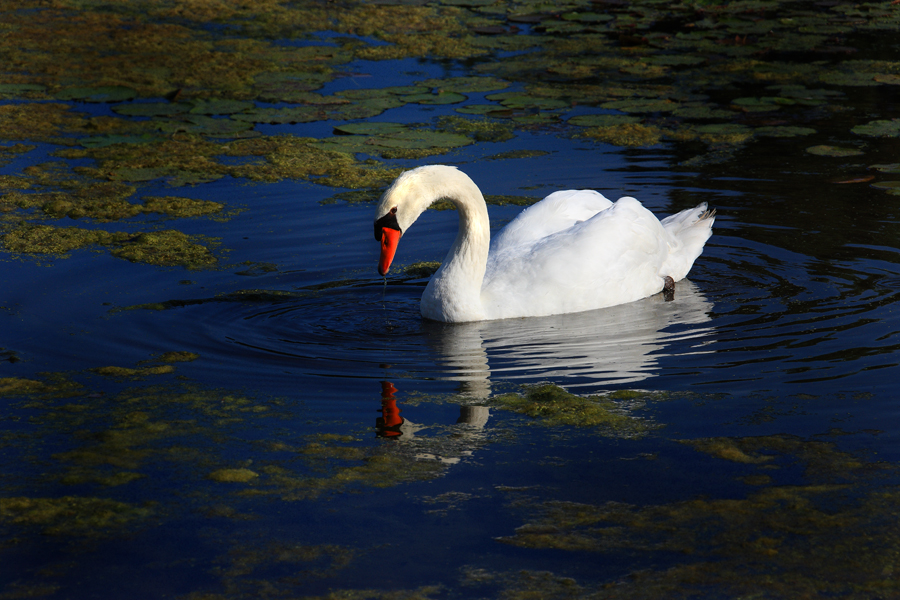 Download Swan 2 (900Wx600H)