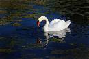 Swan 2 (900Wx600H) - Swan 2 - Cape May Bird Observatory - 2008 -  28-300 Lens 