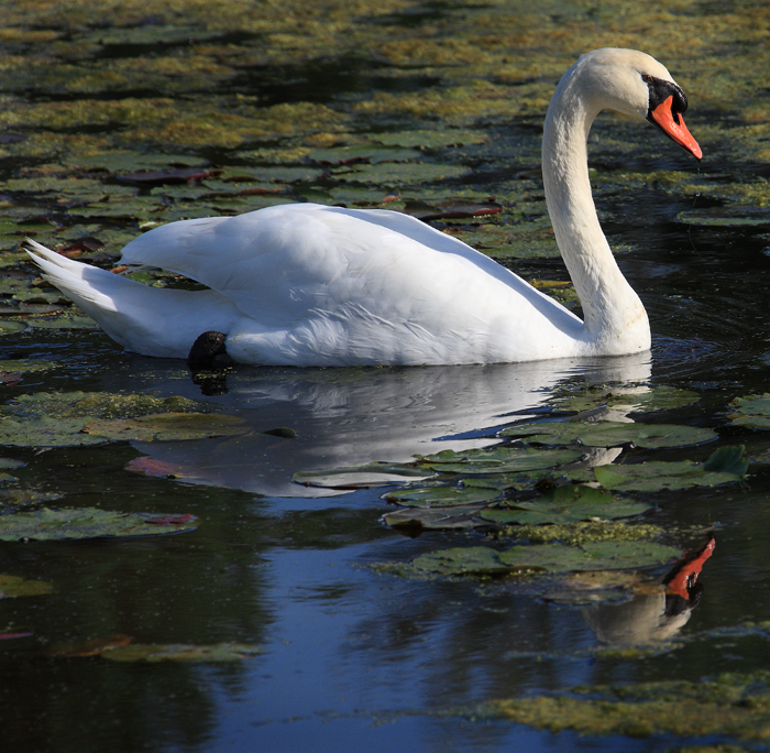 Download Swan 3 (700Wx684H)