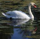 Swan 3 (700Wx684H) - Swan 3 - Cape May - 2008 - Lens 28=300 