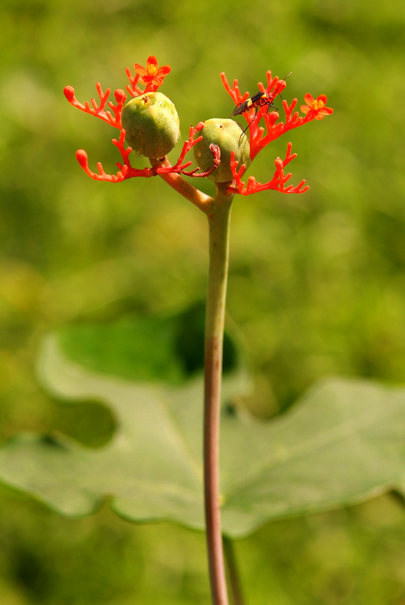 Download Tall Red Flower (405Wx605H)