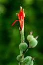 TallThinRedFlower (405Wx605H) - Tall Thin Red - Costa Rica - 2005 