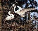 The Offering (1130Wx916H) - The Offering - Amelia Island - 2010 