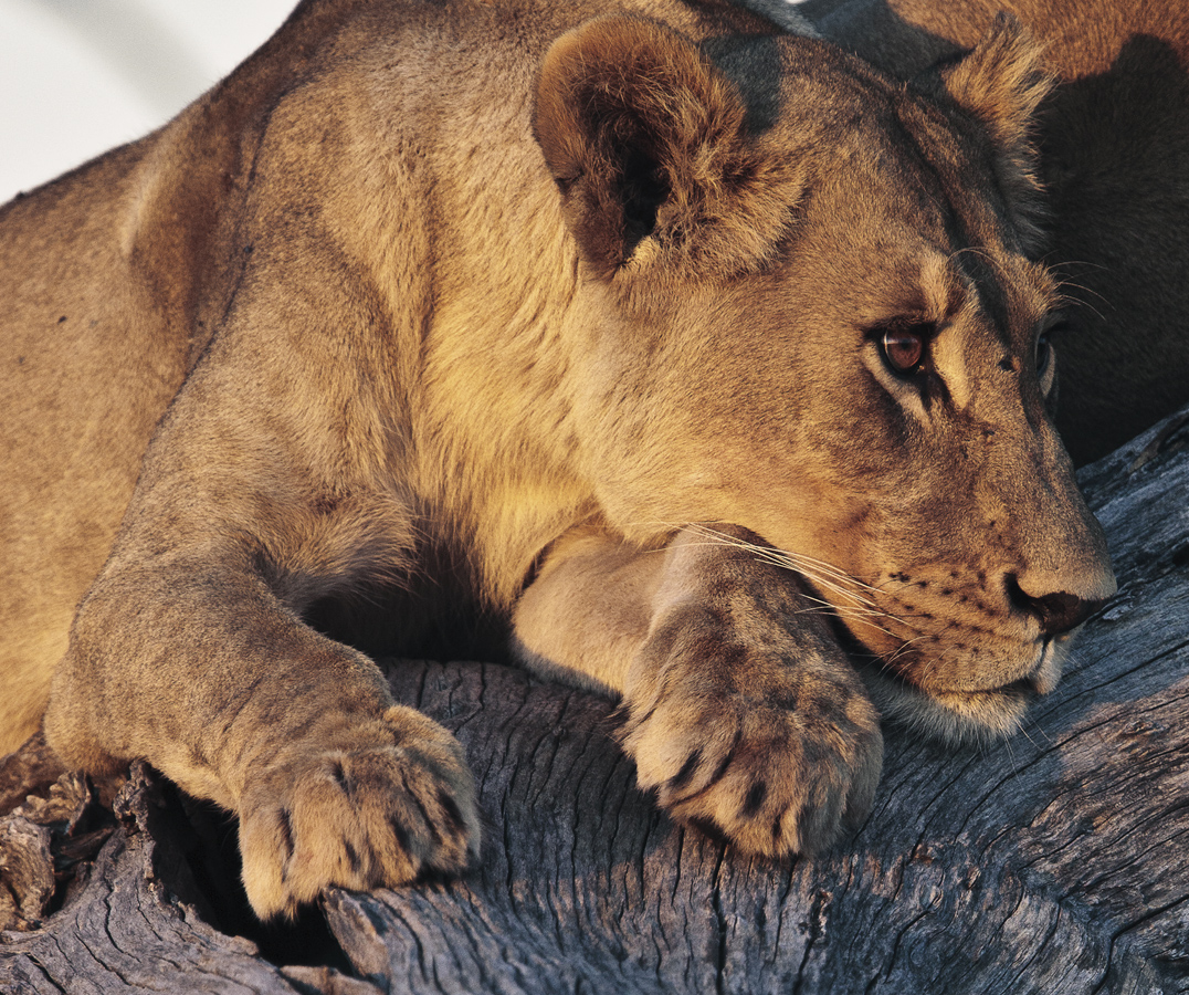 Download Thinking Lioness (1076Wx900H)