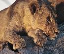 Thinking Lioness (1076Wx900H) - Thinking Lioness - Africa - 2010 