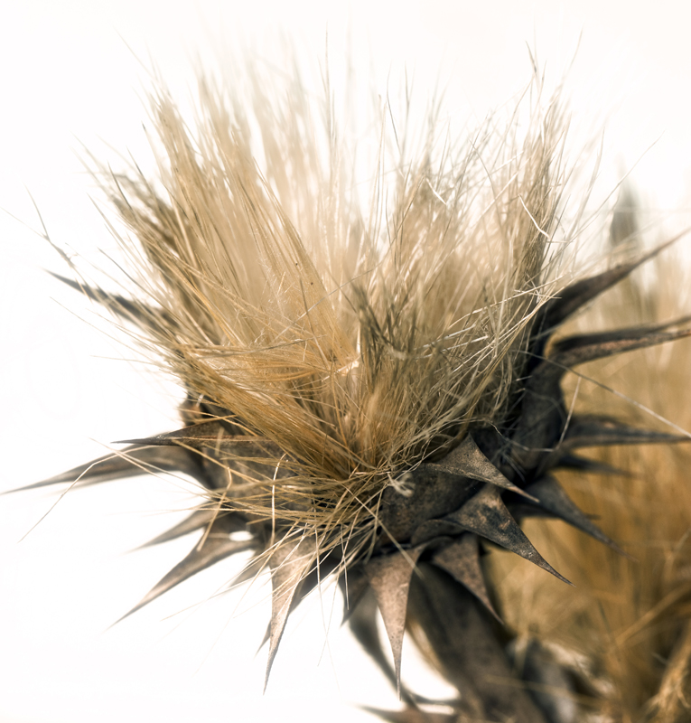 Download Thistle  (765Wx800H)