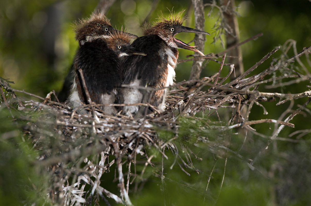Download 3 Chicks in Nest X (1207Wx800H)