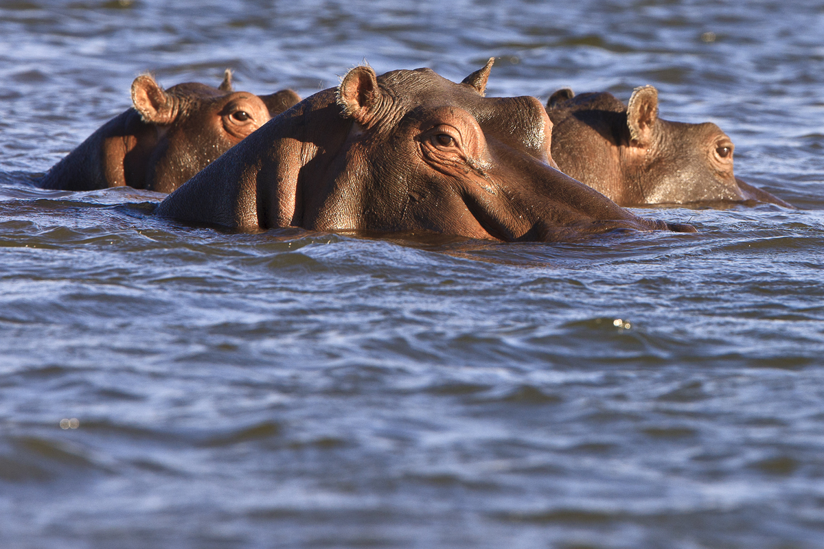 Download Three Hippos (1200Wx800H)