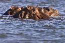 Three Hippos (1200Wx800H) - Three Hippos - Africa - 2010 