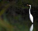 Through Looking Glas (1099Wx900H) - Through the Looking Glass - Amelia Island - 2010 