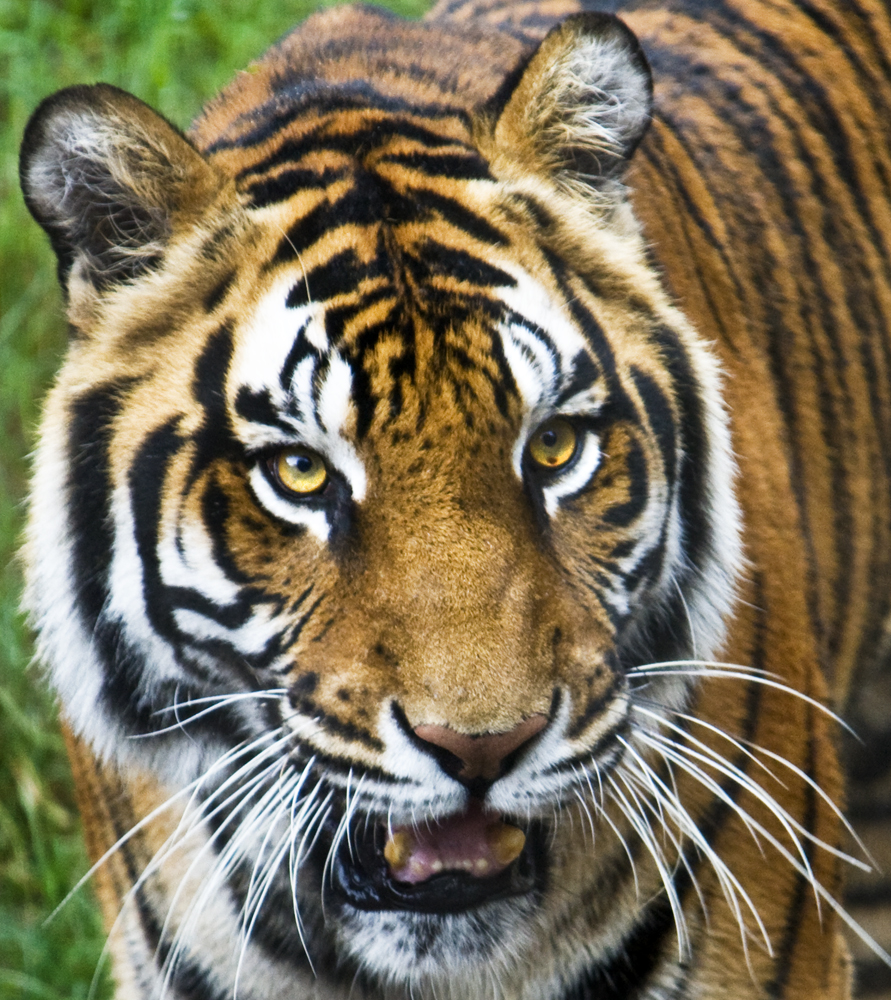 Download tiger 1  (891Wx1000H)