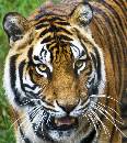 tiger 1  (891Wx1000H) - Tiger 1 - My Pictures - 2008 