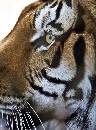 Tiger Profile (816Wx1100H) - Tiger Profile - White Oak - 2010 