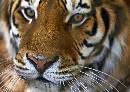 Tiger Tiger (1127Wx800H) - Tiger Tiger - White Oak - 2010 