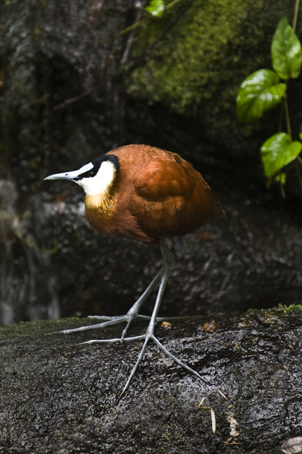 Download Tiny Bird (433Wx650H)
